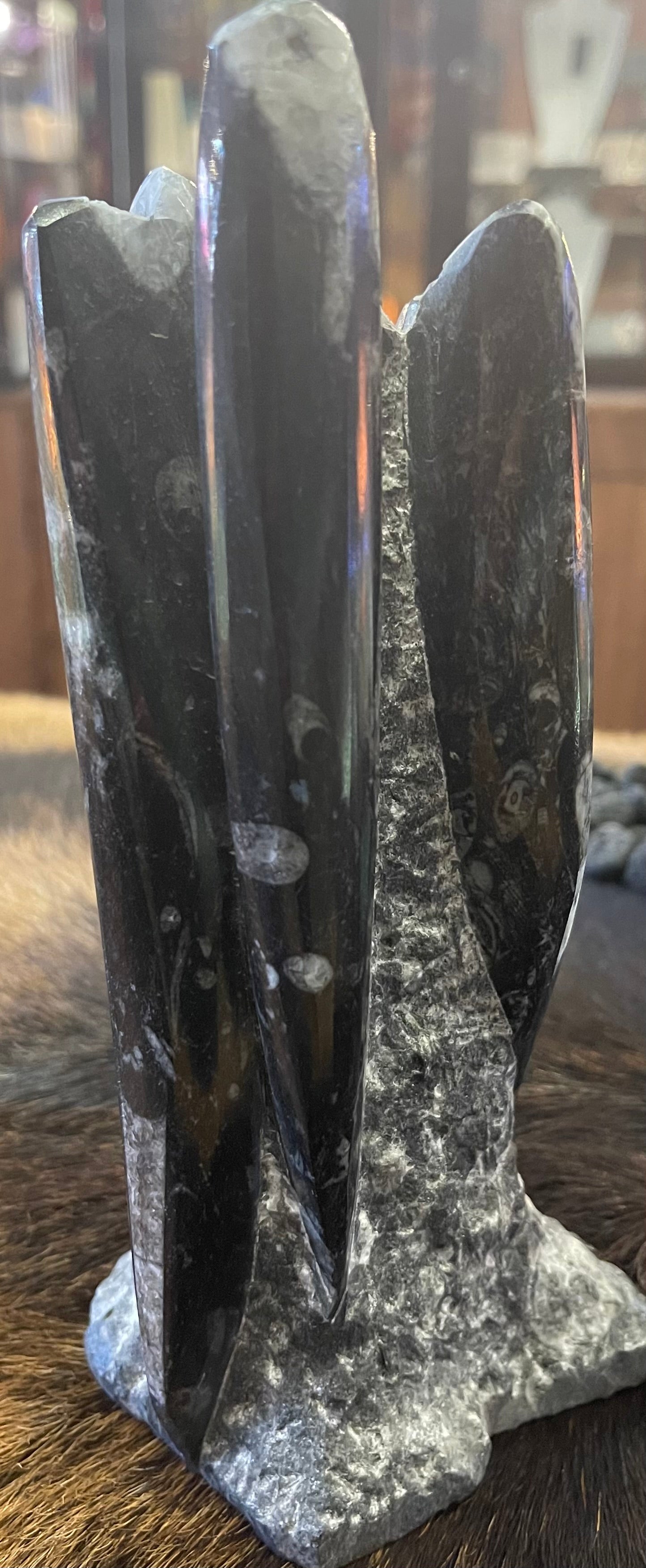 Fossil - Orthoceras