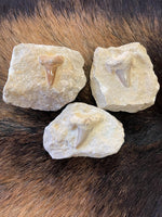Large Shark Tooth Fossils
