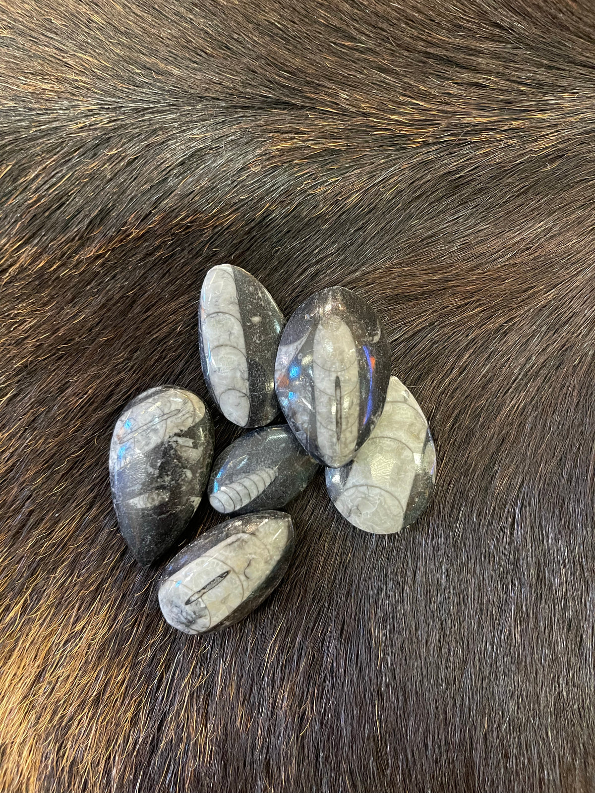 Fossil - Orthoceras
