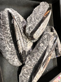 Orthoceras Fossil