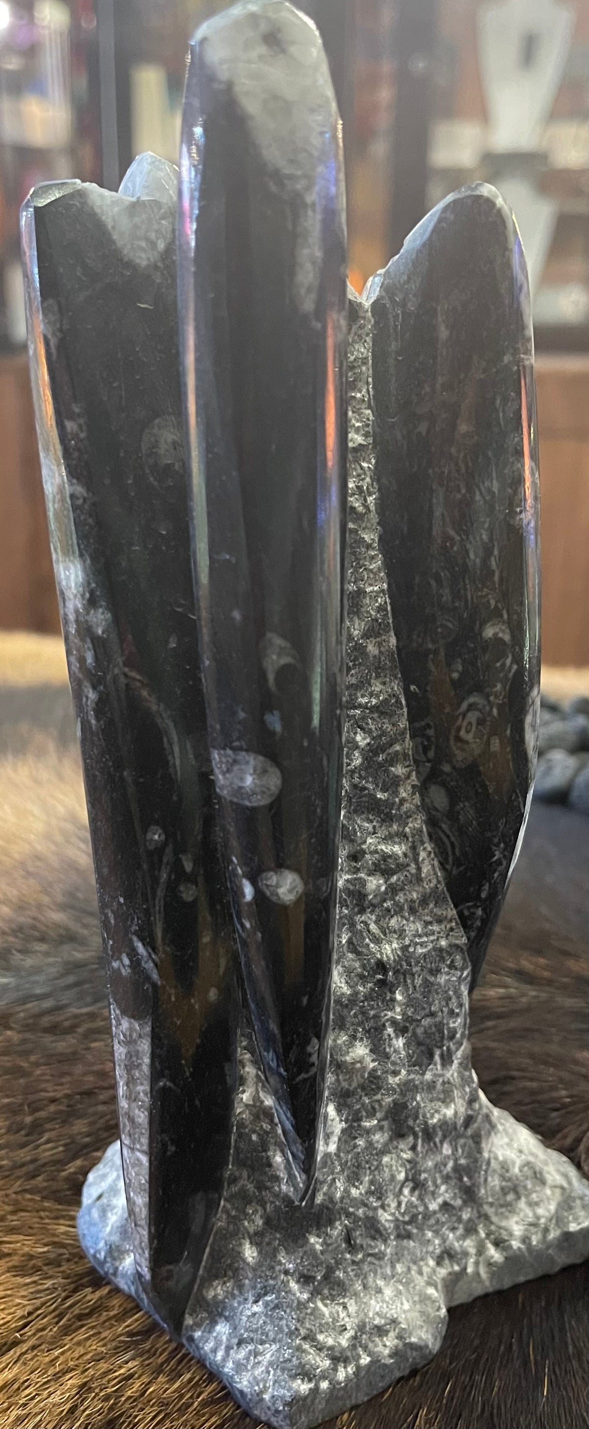 Fossil - Orthoceras