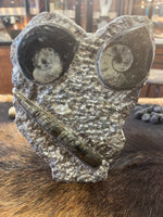 Fossil - Ammonite and Orthoceras